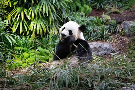 national zoo webcam|Cool New Panda Cams Deliver Panda Life in Living。